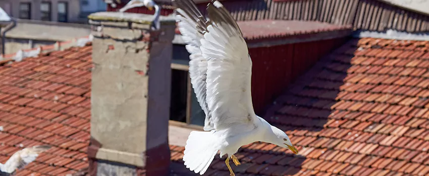 Residential Chimney Animal Removal Solution in Montebello, CA